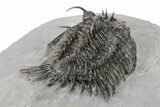 Spiny Comura Trilobite - Ofaten, Morocco #245916-3